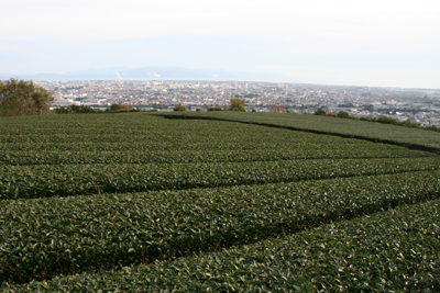 茶畑と富士市、伊豆半島の写真