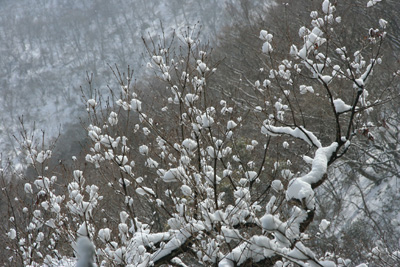 ３日目に見られた花のように枝に付いた雪の写真