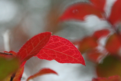 真っ赤に紅葉した葉の写真