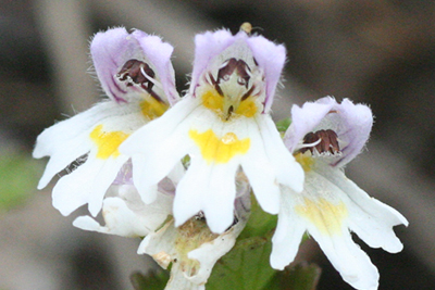 ヒメコゴメグサの花の写真