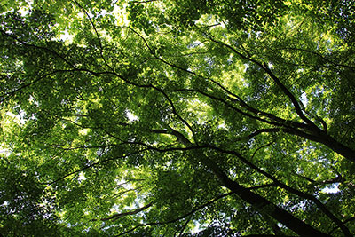 カエデを中心とした新緑の木々を逆光で写した写真