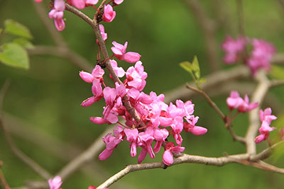 ピンク色の木の花の写真
