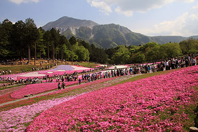 羊山公園の芝桜と武甲山の写真