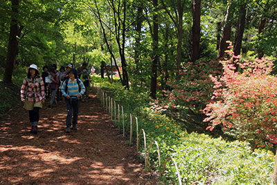 ツツジの咲く横を歩いている写真