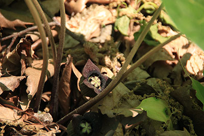 ウスバサイシンの花の写真