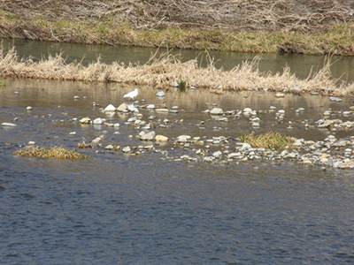 秋川の流れの中に立っているサギの写真