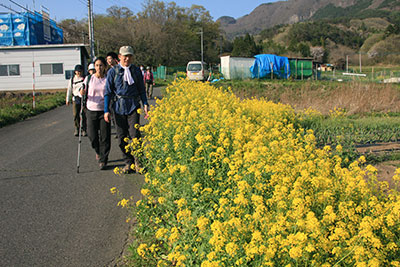 車道に出て菜の花の横を歩いている写真