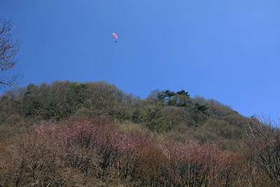 河内神社上空を舞うパラグライダーの写真