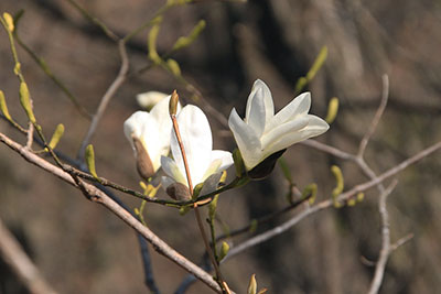 白いタムシバの花の写真