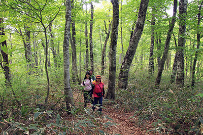 新緑のブナの林を歩いている写真