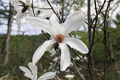 タムシバの花の写真