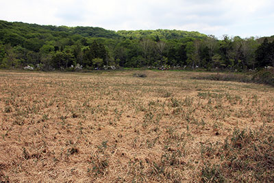 広い玉原湿原の写真