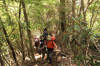 ミツバツツジとシャクナゲが咲く登山道を戸渡尾根目指して登っている写真