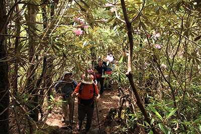 シャクナゲの咲く戸渡尾根を登っている写真