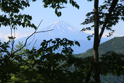 木の間から見えた富士山の写真
