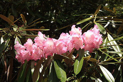 横一列に並んで咲くアズマシャクナゲの写真