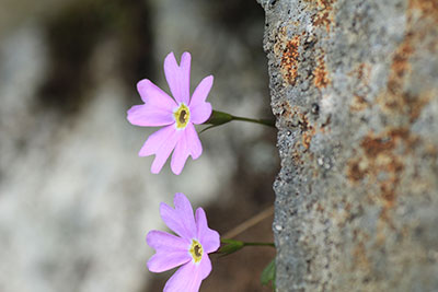 岩場に咲くシナノコザクラの写真
