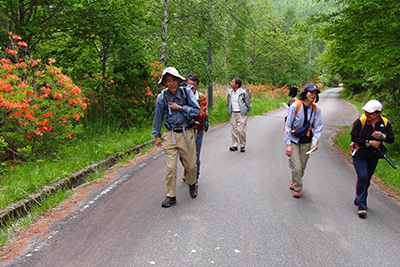 焼山峠からレンゲツツジの咲く車道を歩いている写真