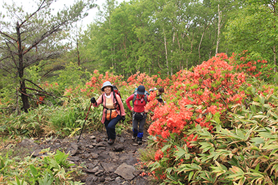 真っ赤なレンゲツツジの咲く登山道を登っている写真