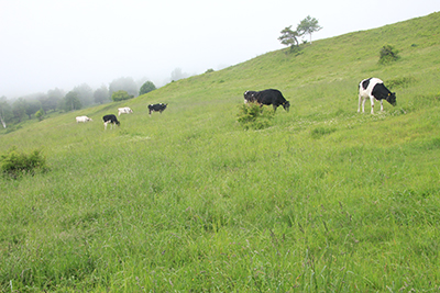 牧場の草を食む牛たちの写真