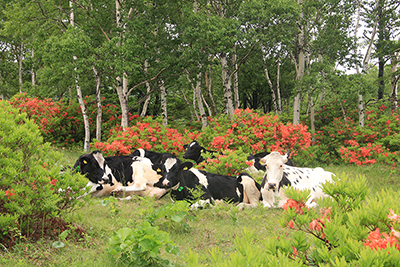 レンゲツツジの前で休んでいる数頭の牛たちの写真