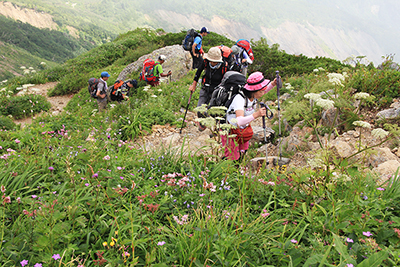 シモツケソウ、ハクサンフウロなどのお花畑の中を登っている写真