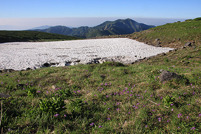 ハクサンコザクラのお花畑と雪渓と別山の写真