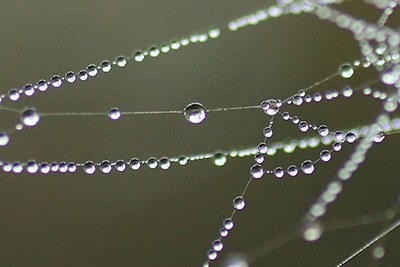クモの巣に付いた水滴の写真