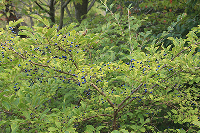 きれいな青い実を付けた樹木の写真