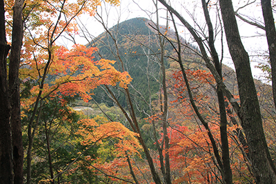 紅葉した木々と西御荷鉾山の写真