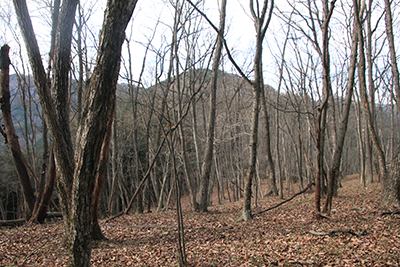 葉を落とした木々の間から見た蕨山の写真