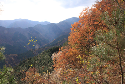紅葉した木々と蕎麦粒山方面の写真