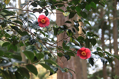 金比羅神社跡に咲いていた椿の写真