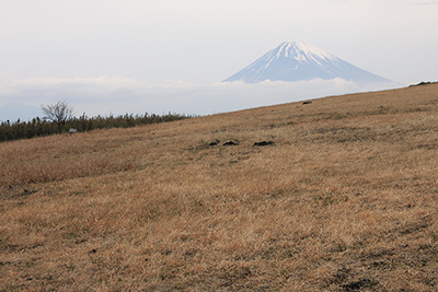 十国峠付近の草原と富士山の写真
