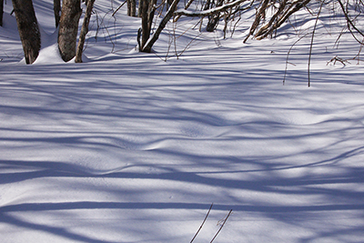 雪面に映った樹木の縞模様の影の写真