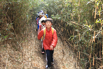 背の高い笹の藪についた登山道を歩いている写真