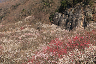 幕山公園の梅林と岩場の写真