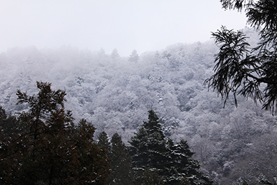 これから登る上部の林が雪で真っ白になっている写真