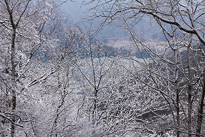 雪の付いた木々とその向こうに見える宮ヶ瀬湖の写真