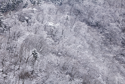 雪化粧した山腹の木々の写真