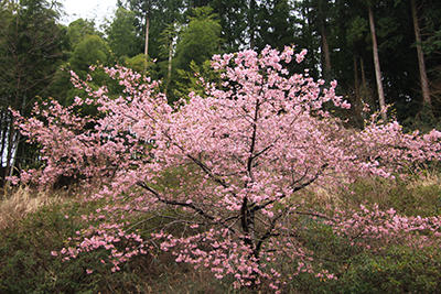 ふもとに咲いていた河津桜？の写真