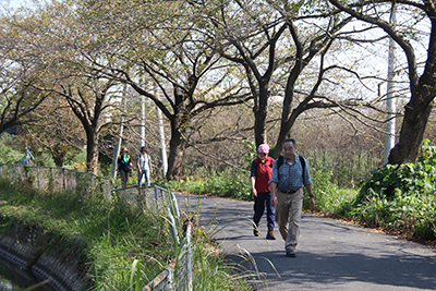 見沼代用水に沿って付けられた桜並木を歩いている写真
