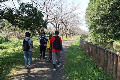 見沼自然公園・さぎ山記念公園に向かって桜並木の道を歩いている後ろ姿の写真