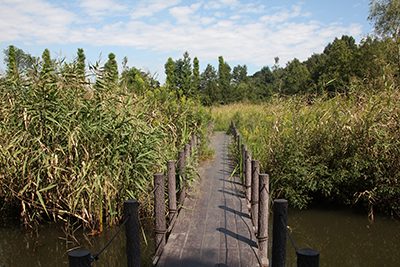 川口自然公園の葦原の写真