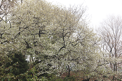 大島桜の写真