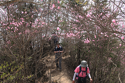 アカヤシオの咲く尾根を歩いている写真