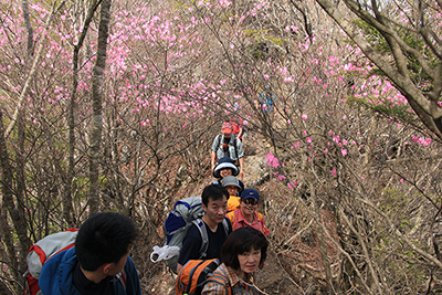 アカヤシオの咲く尾根を歩いている写真