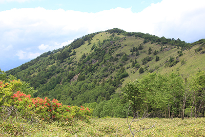 レンゲツツジと稜線の写真