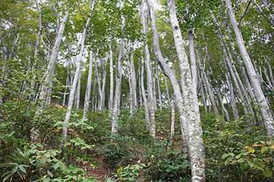 白い樹肌が美しいブナ林の写真