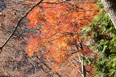 登山道を少し登ったところで見つけた紅葉した木の写真